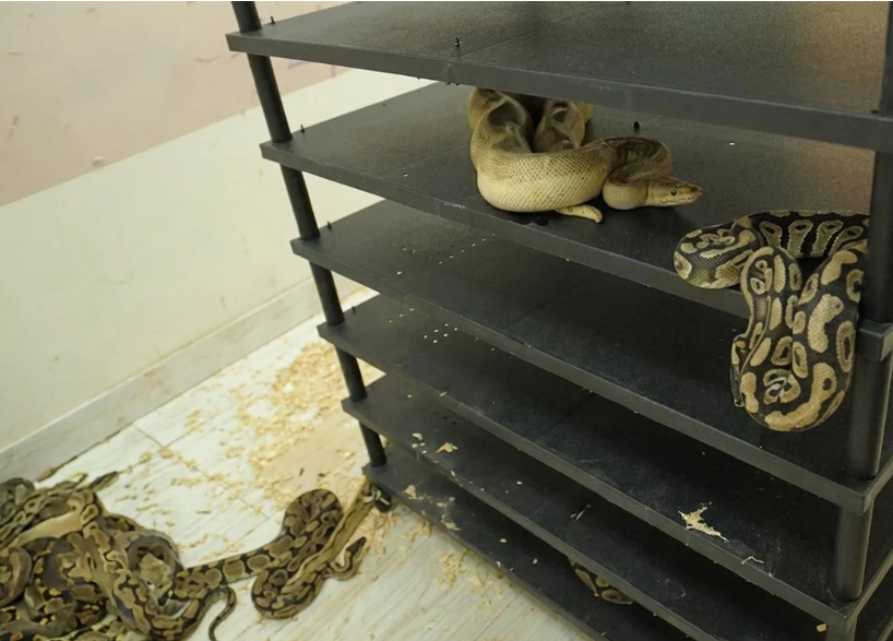 Chinese man jailed for hiding 300 pythons in residential flat, exposed by electricity audit