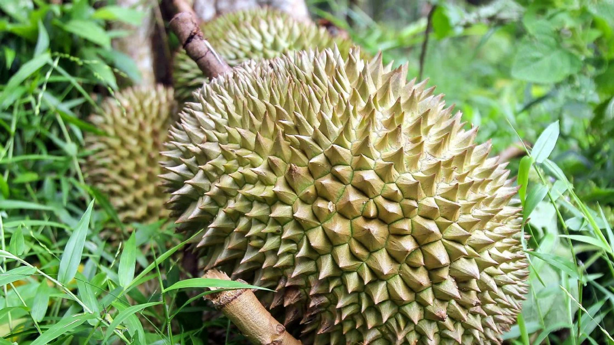 Four Men Held Over Durian and Motorcycle Theft in Melaka