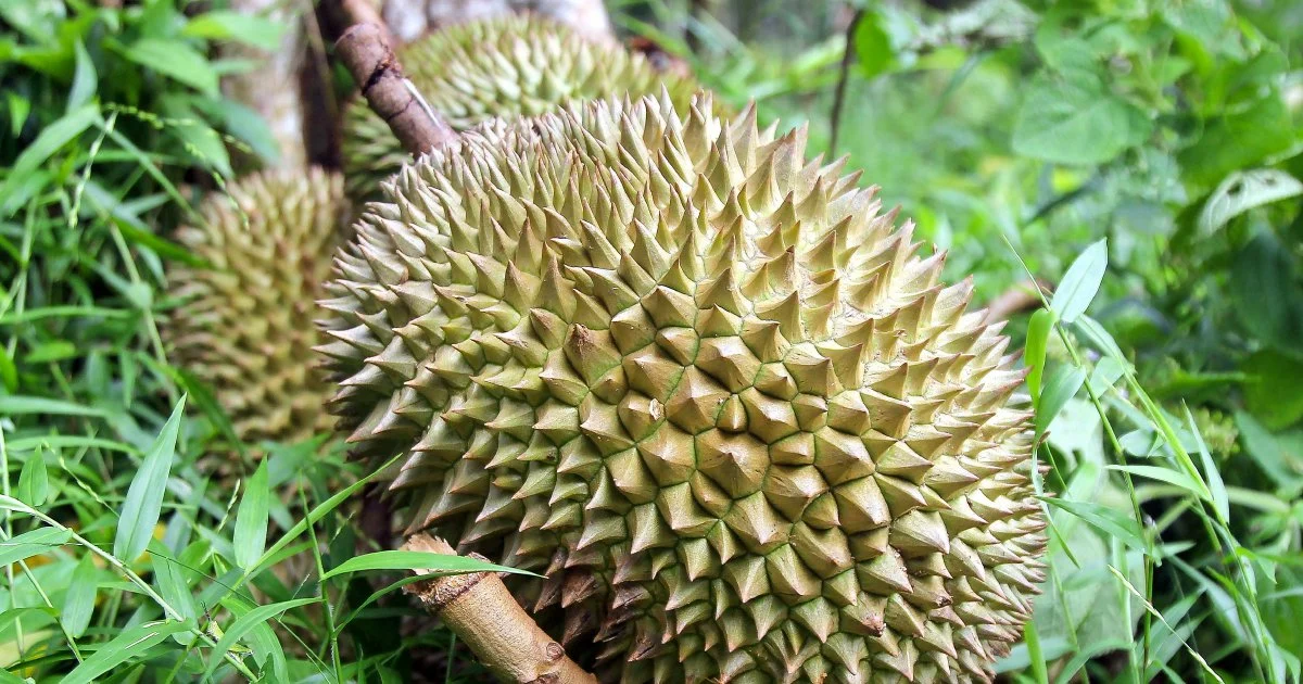 Four Men Held Over Durian and Motorcycle Theft in Melaka