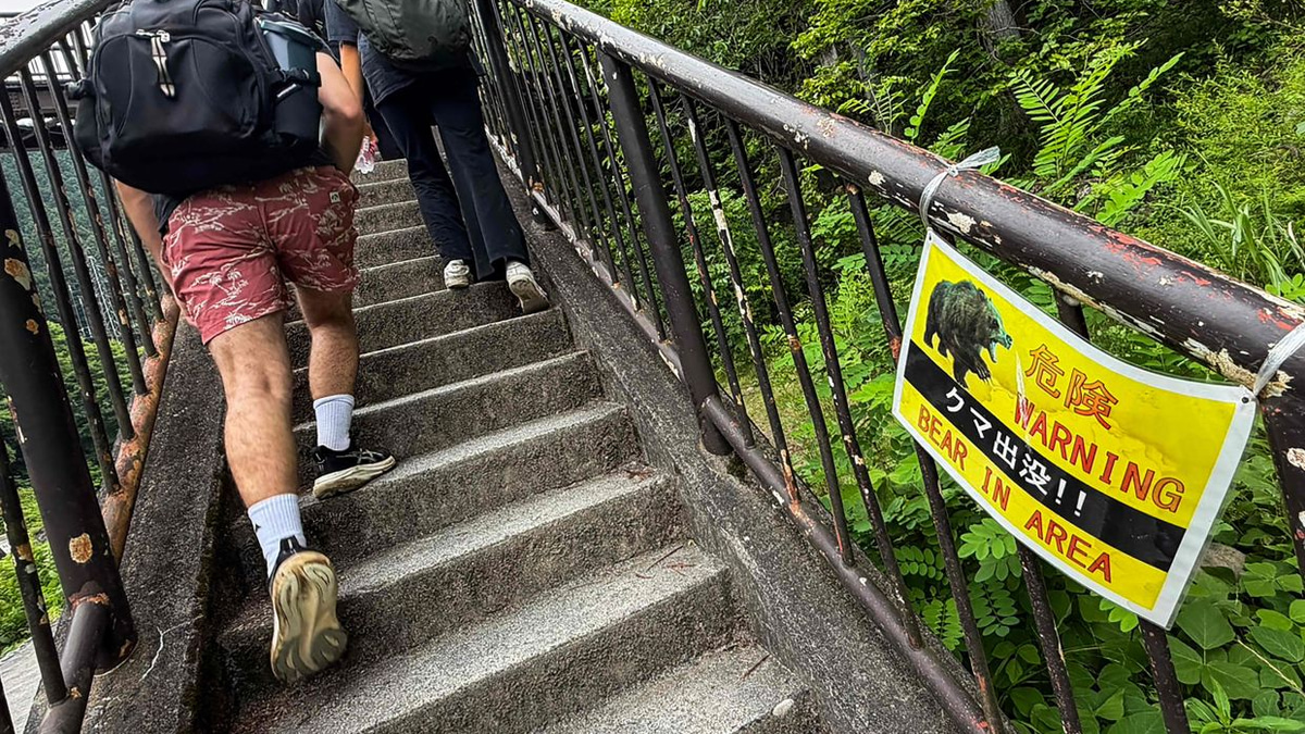 Japan Deploys Bear Cameras in Mountains as Attacks Surge