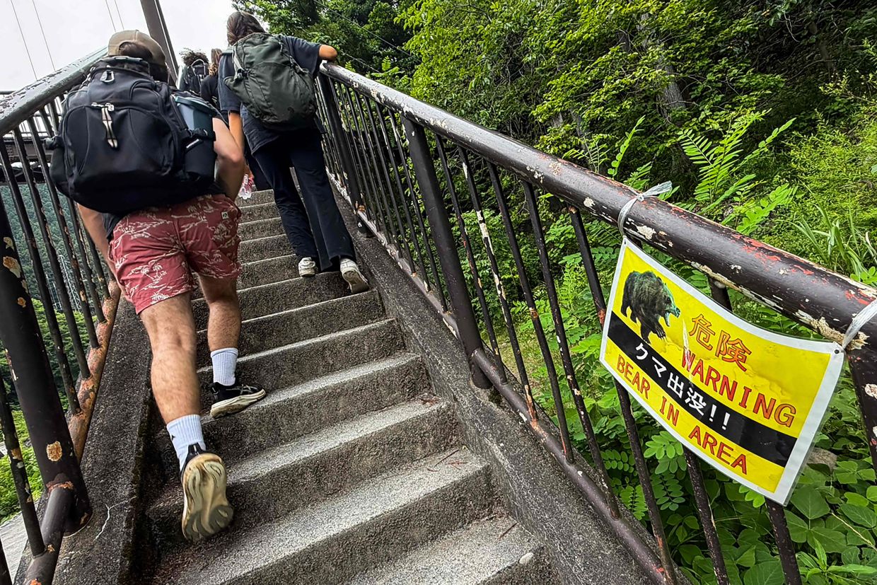 Japan Deploys Bear Cameras in Mountains as Attacks Surge
