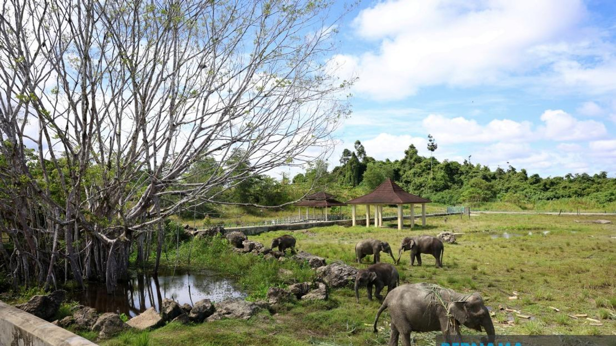 Tawau Elephant Sanctuary Could Become Template for Sabah's Wildlife Conflict Strategy