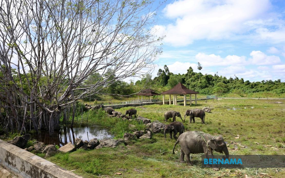 Tawau Elephant Sanctuary Could Become Template for Sabah's Wildlife Conflict Strategy