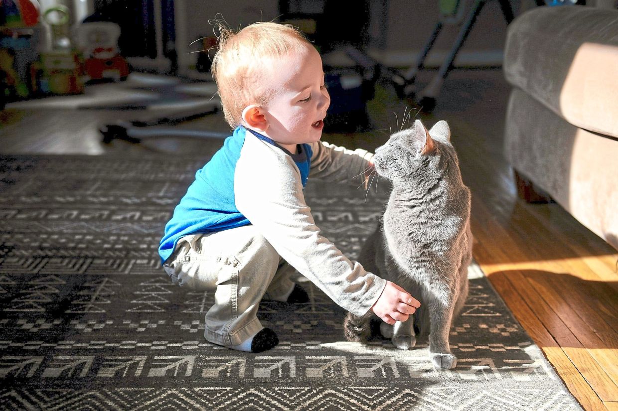 Swedish Study Challenges Belief That Pet Cats Worsen Children's Asthma