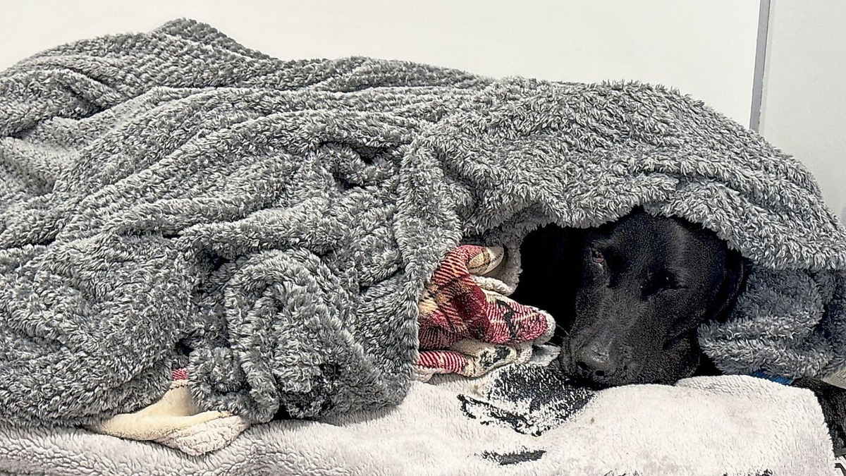 Mountain rescue drama unfolds as hiking dog accidentally ingests cannabis on Ben Nevis