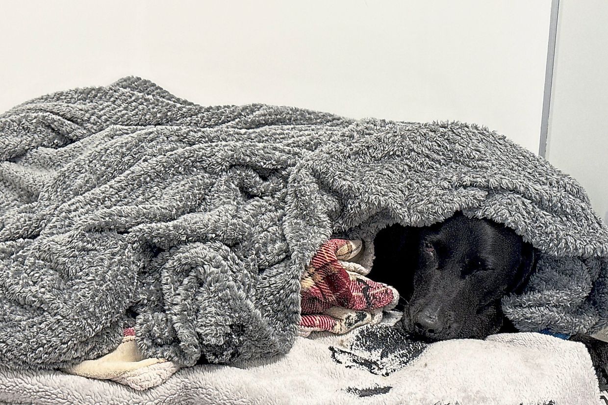 Mountain rescue drama unfolds as hiking dog accidentally ingests cannabis on Ben Nevis