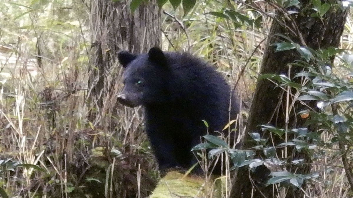 Surge in Bear Encounters Overwhelms Japanese Local Governments With Hostile Complaints
