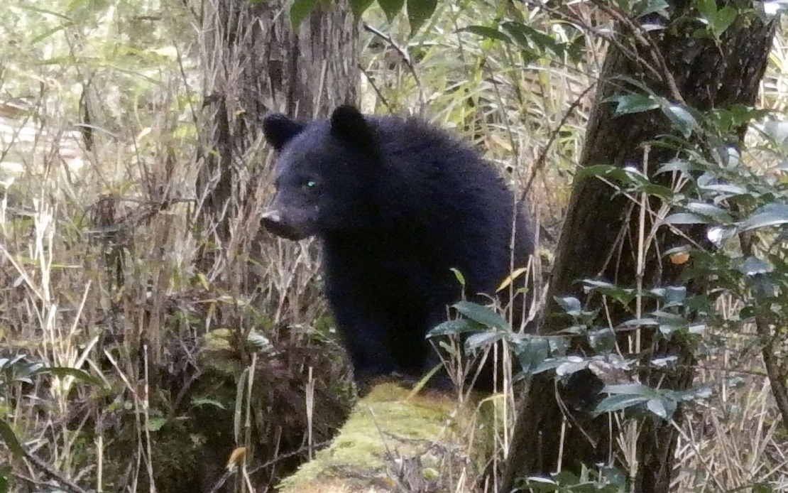 Surge in Bear Encounters Overwhelms Japanese Local Governments With Hostile Complaints
