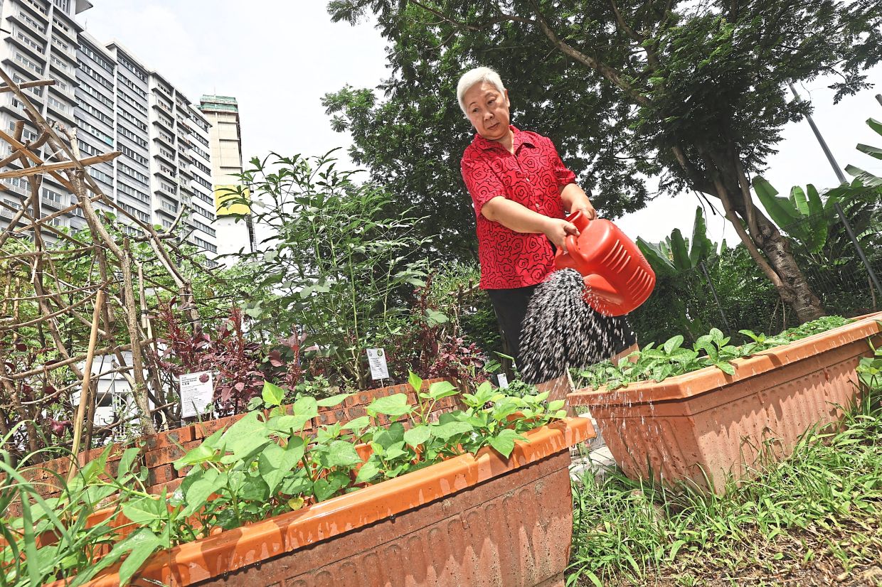 From Wasteland to Wonder: How Kuala Lumpur's Food Forest is Transforming Senior Living