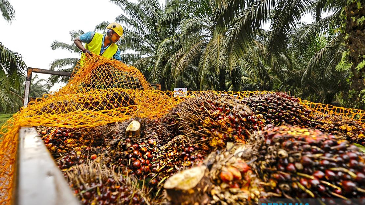 MPOB to Build RM20-25 Million Research Station in Melaka to Advance Palm Oil Sector