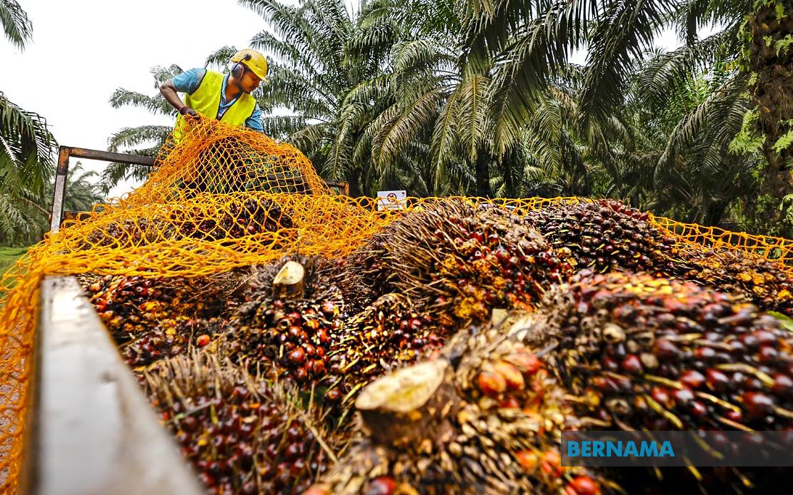 MPOB to Build RM20-25 Million Research Station in Melaka to Advance Palm Oil Sector