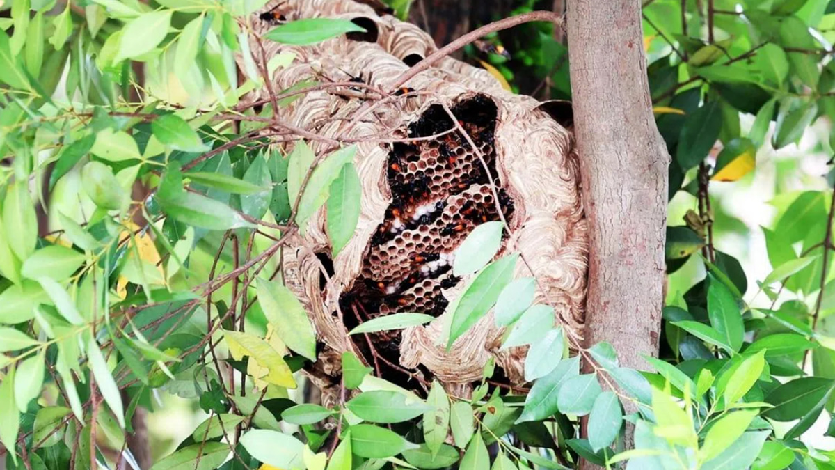 Four hospitalized after hornet attack near Singapore market sparks safety concerns