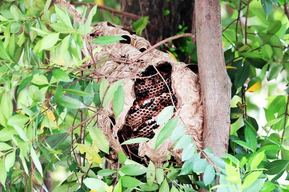 Four hospitalized after hornet attack near Singapore market sparks safety concerns