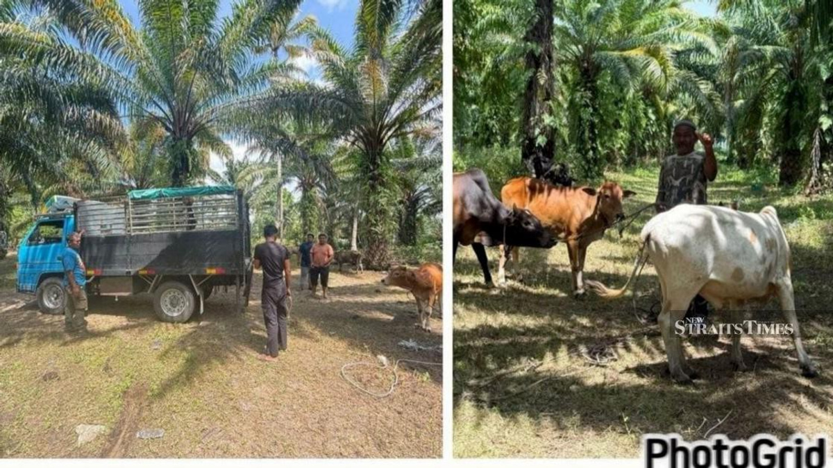 Police Dismantle Cattle Theft Ring: RM96,000 in Livestock Recovered, 10 Arrested