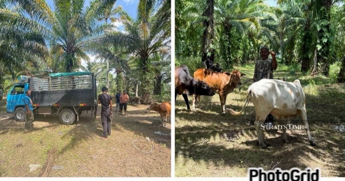 Police Dismantle Cattle Theft Ring: RM96,000 in Livestock Recovered, 10 Arrested