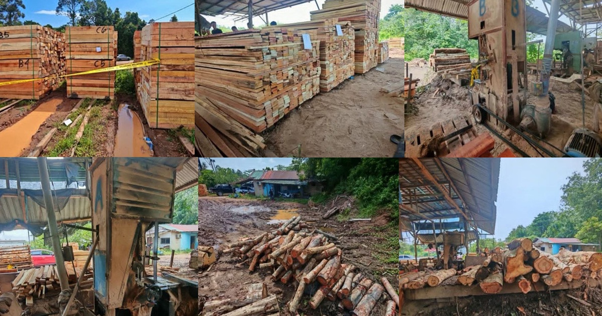 Sawmill Operator and Three Workers Held in Kelantan Timber Trafficking Raid