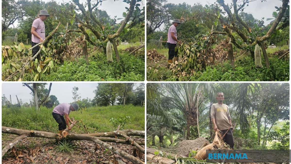 Wild Elephants Return to Terengganu Housing Estate, Raising Alarm Among Residents