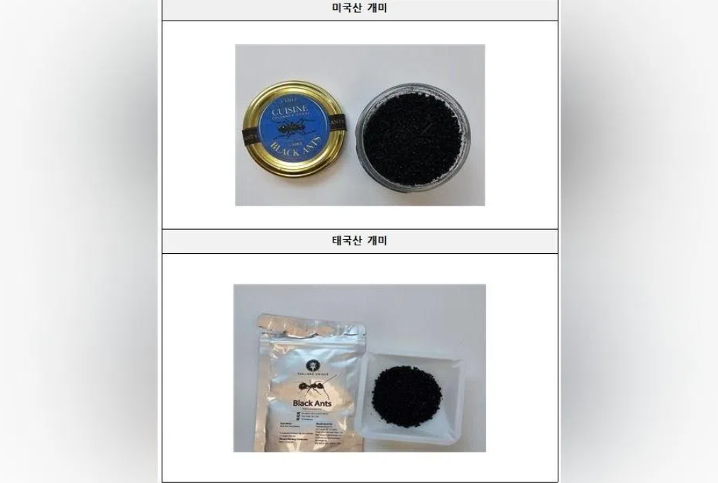 South Korea's Michelin-starred chef faces jail time over illegal ant garnish