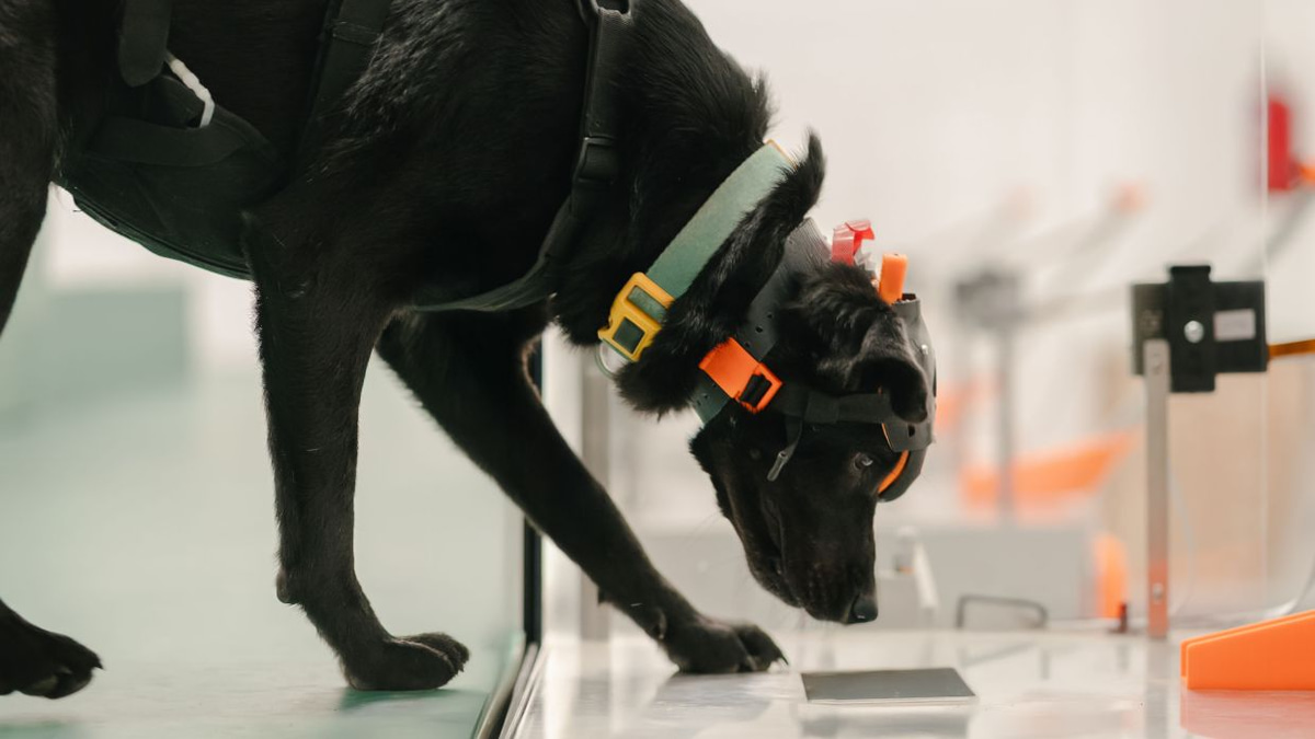 Indian startup harnesses cancer-detecting dogs and artificial intelligence for mass screening
