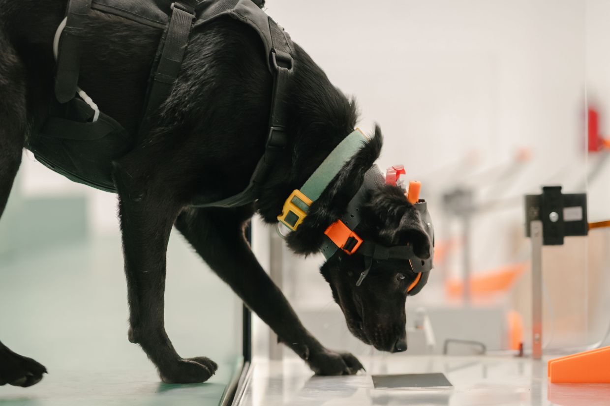 Indian startup harnesses cancer-detecting dogs and artificial intelligence for mass screening