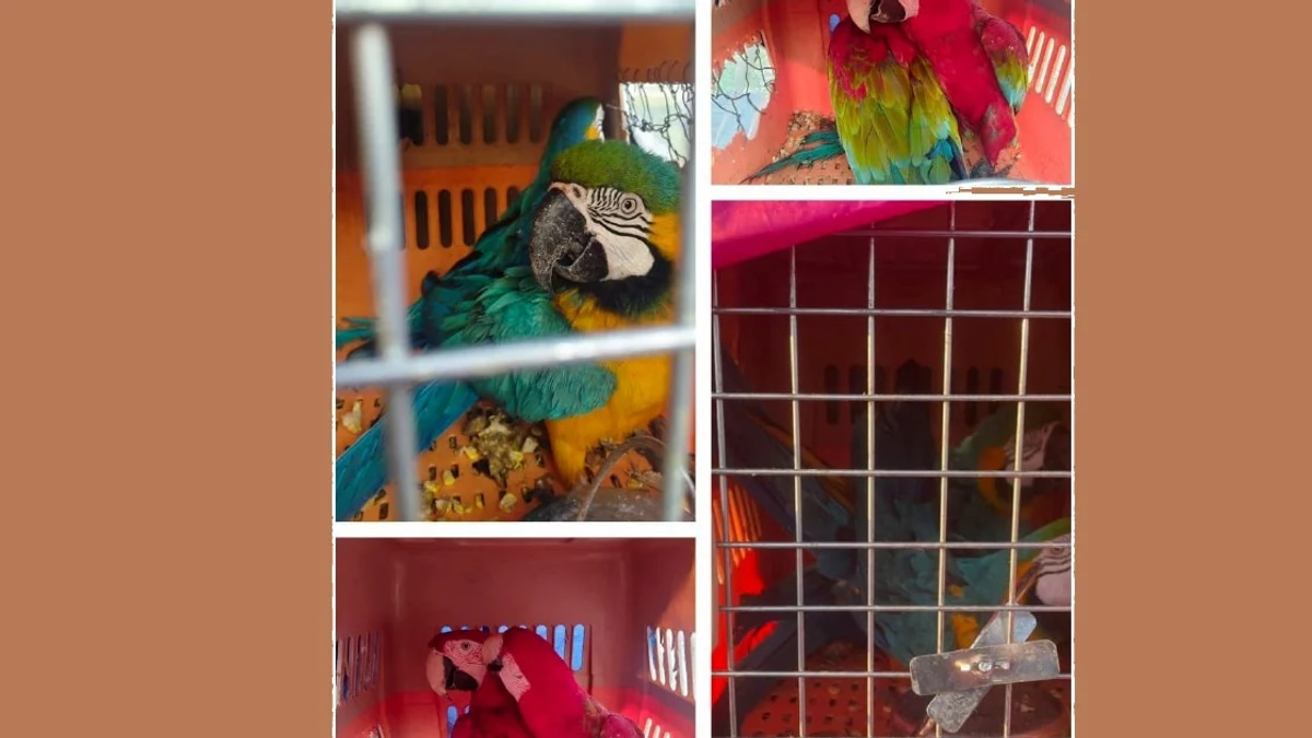 Two Men Arrested with Eight Protected Macaws Worth RM400,000 in Kelantan