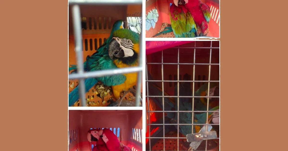 Two Men Arrested with Eight Protected Macaws Worth RM400,000 in Kelantan
