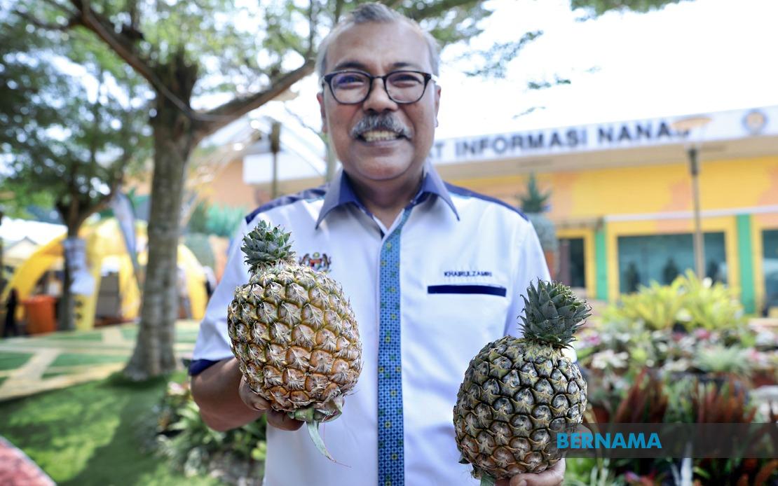Sarawak's Golden Pineapple Variety Emerges as Game-Changer for Malaysian Agriculture
