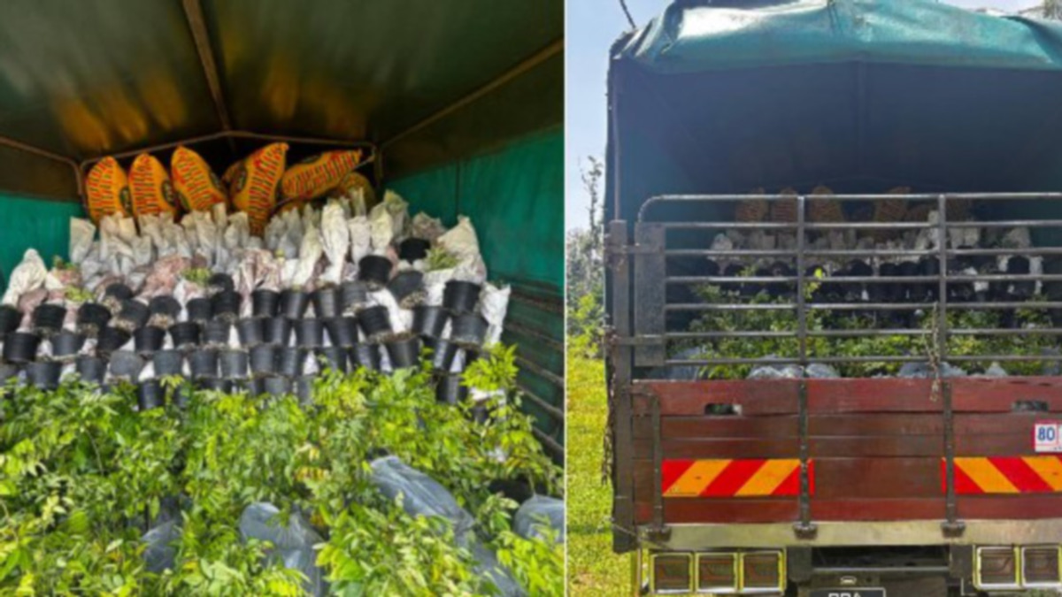 Driver held after 6,000 smuggled ornamental saplings worth RM200,000 intercepted at Rantau Panjang