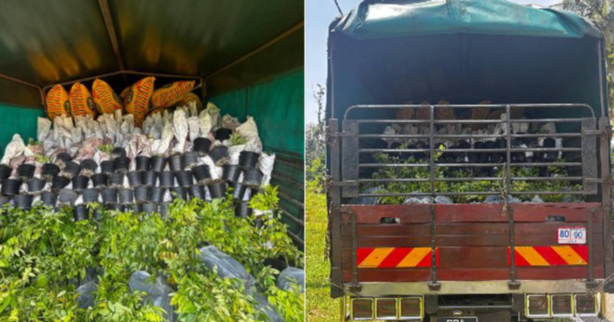 Driver held after 6,000 smuggled ornamental saplings worth RM200,000 intercepted at Rantau Panjang