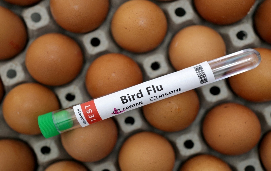 Victoria Enforces Mandatory Indoor Housing for Poultry as H5N1 Detections Accelerate Across Australia