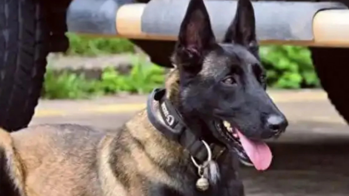Chinese police dog's six-month vigil for injured handler captivates millions online