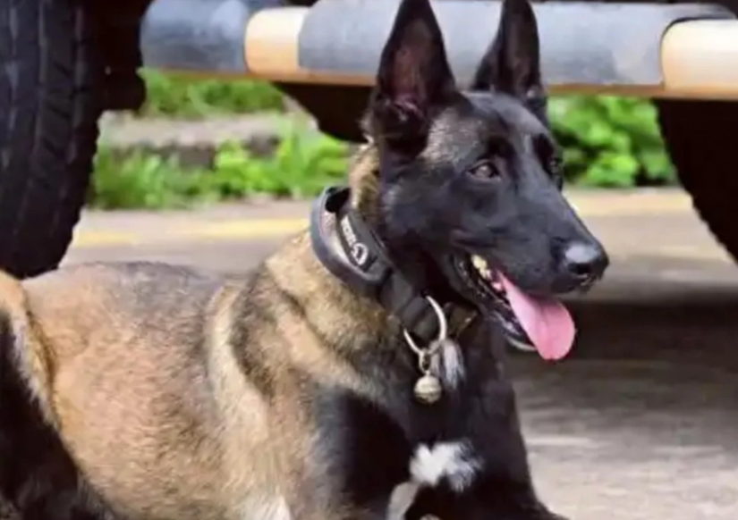 Chinese police dog's six-month vigil for injured handler captivates millions online