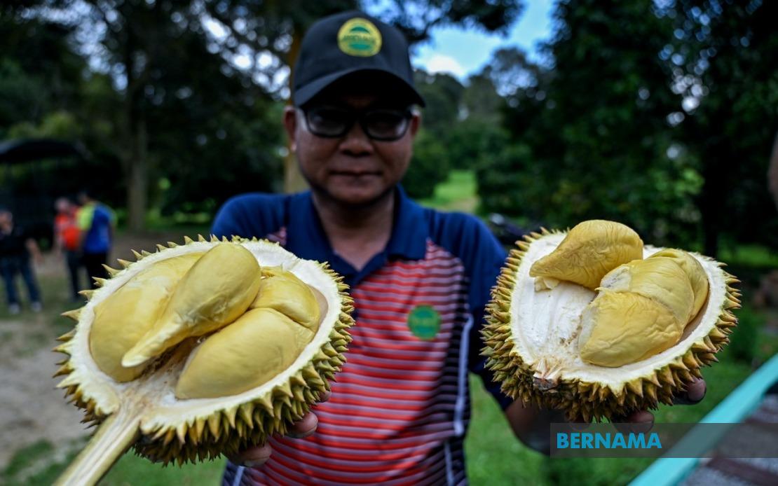 MARDI's MS88 Hybrid Durian Programme Reaches 25,000 Trees Across Malaysia