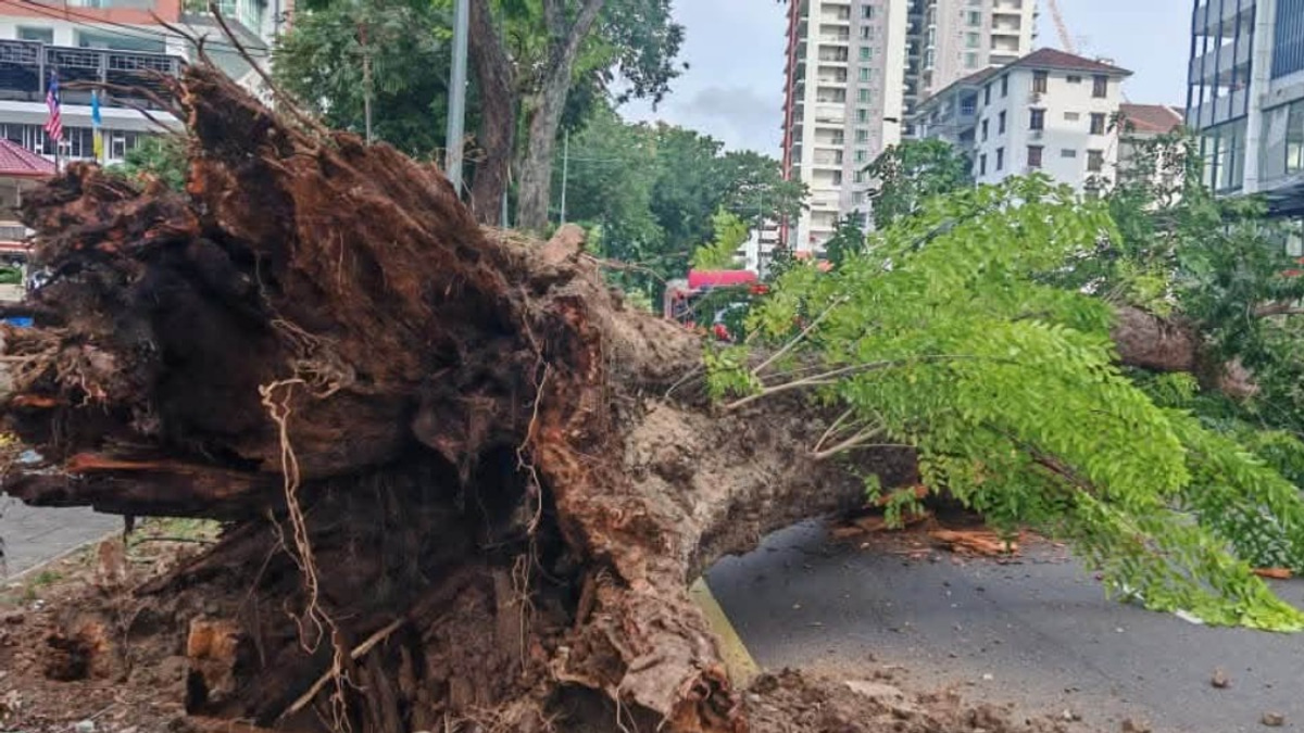 Structural Decay and Soil Stress Blamed for 90-Year-Old Tree's Fatal Collapse in George Town
