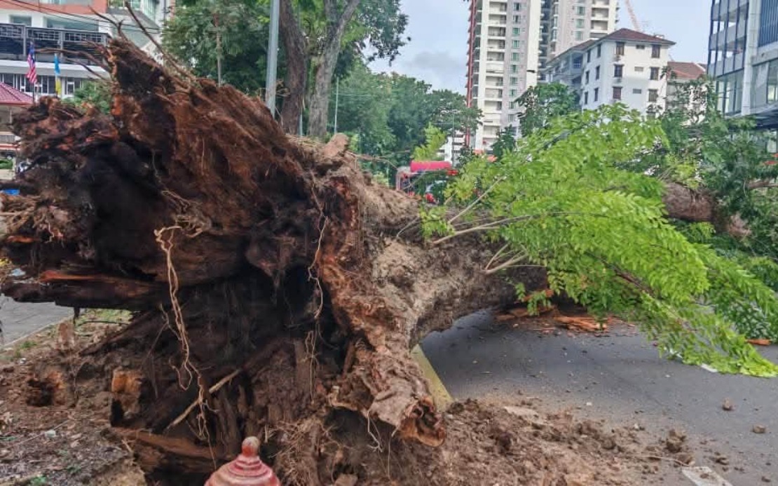 Structural Decay and Soil Stress Blamed for 90-Year-Old Tree's Fatal Collapse in George Town