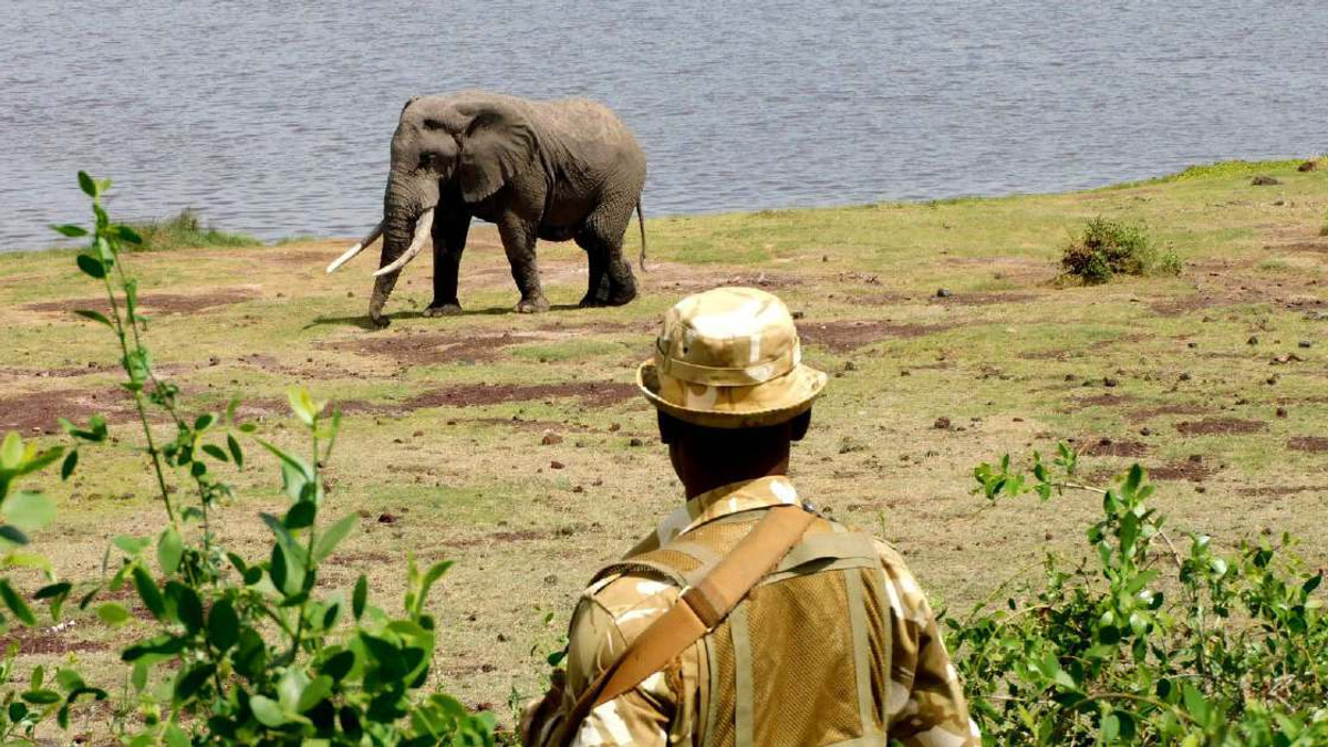 Kenya launches investigation into sudden death of 15 elephants at Amboseli