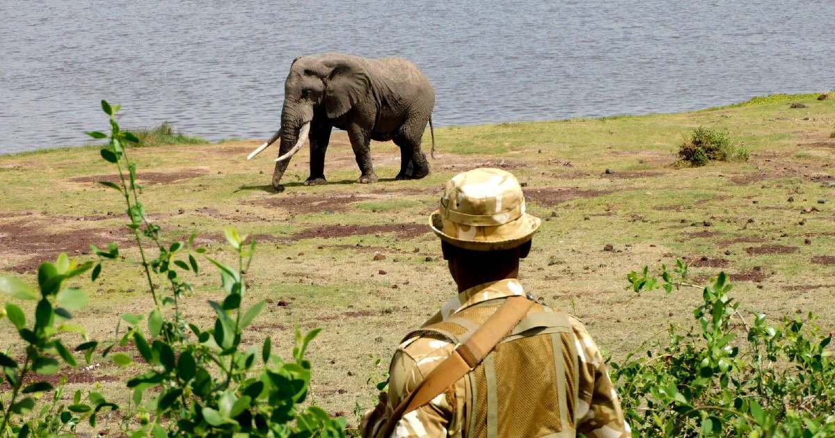 Kenya launches investigation into sudden death of 15 elephants at Amboseli