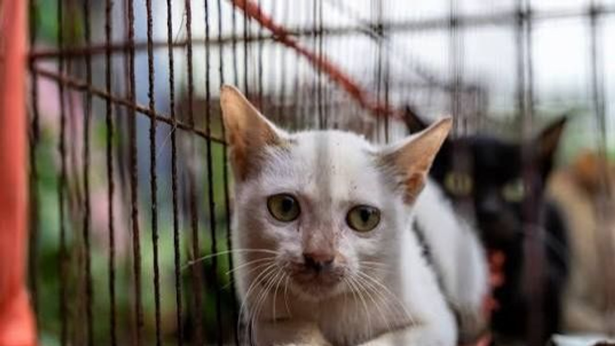 Vietnamese police dismantle cat-theft ring, reunite stolen pets with owners