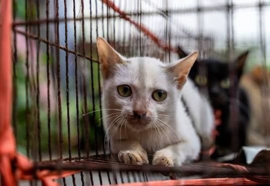 Vietnamese police dismantle cat-theft ring, reunite stolen pets with owners