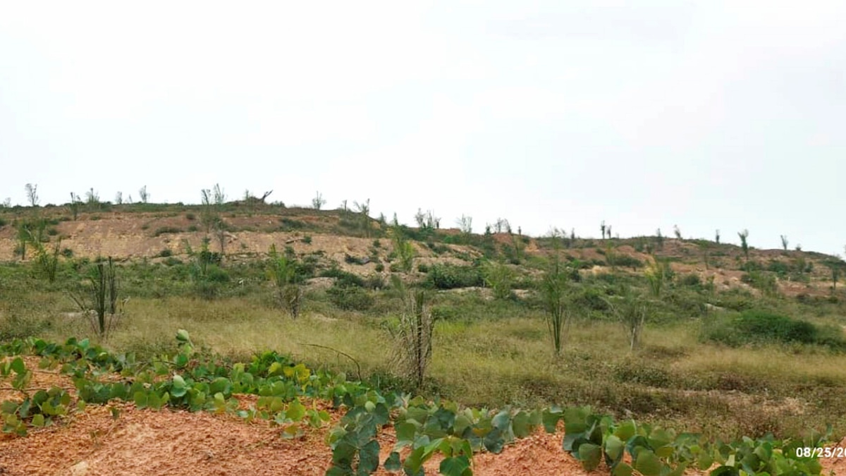 Felda Palong 7 Settlers Lodge MACC Report Over Substandard Oil Palm Seedling Supply