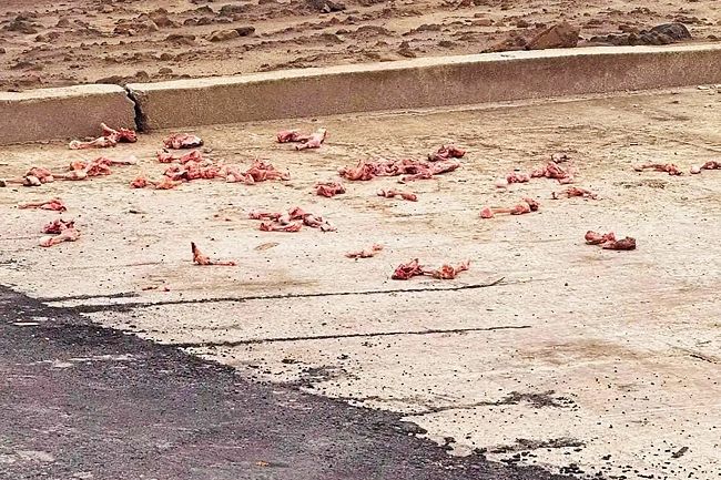 Brunei fines Malaysian national BN$300 for illegal food waste dumping