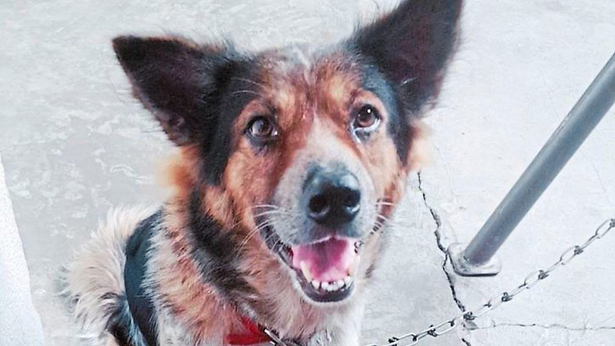 The Crisis in Malaysia's Emergency Veterinary Care: Why Pet Deaths Expose a Healthcare Gap