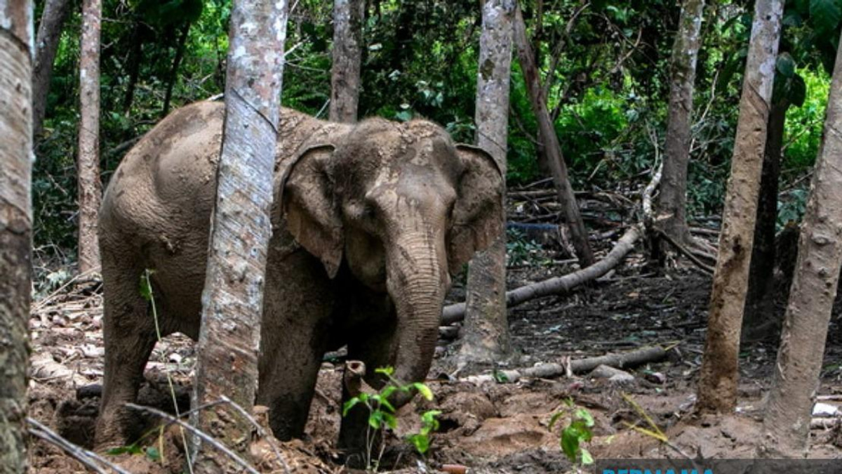 Orang Asli Resident Attacked by Elephant While Protecting Village Crops