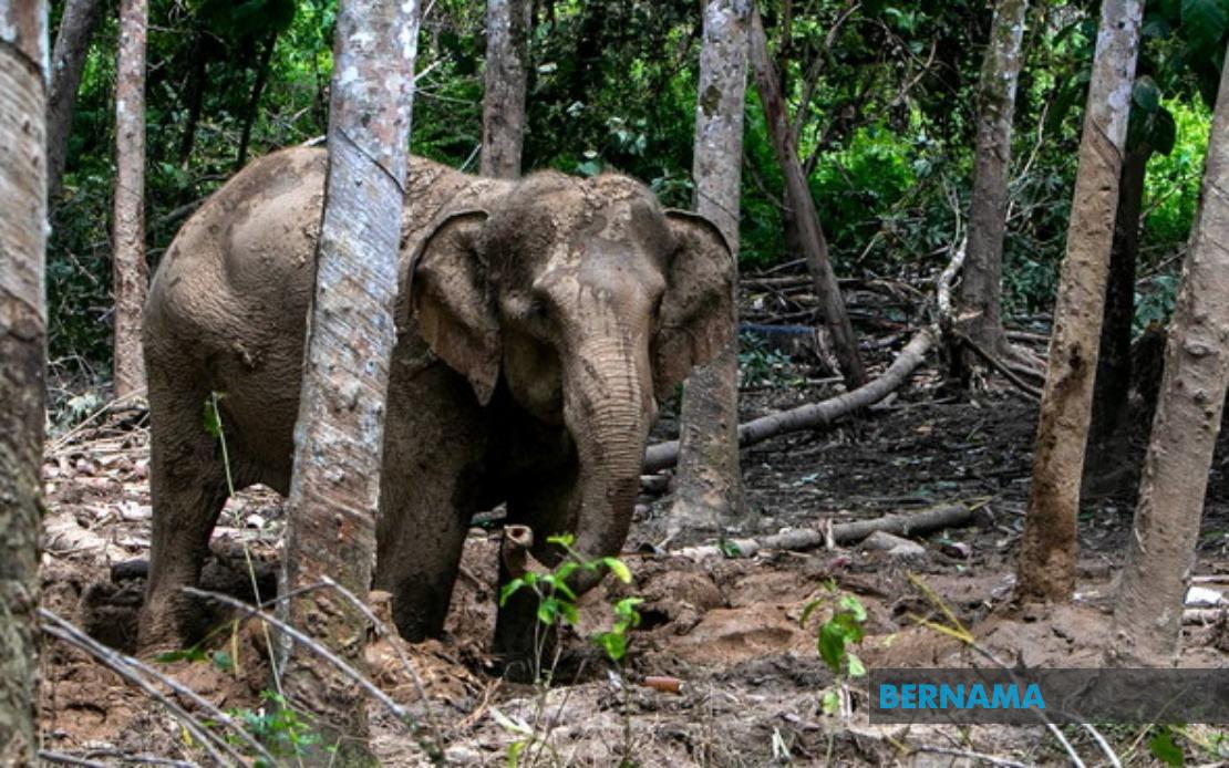 Orang Asli Resident Attacked by Elephant While Protecting Village Crops