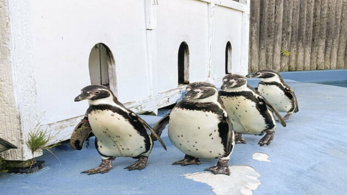 All Four Humboldt Penguins at Japanese Zoo Die from Avian Malaria
