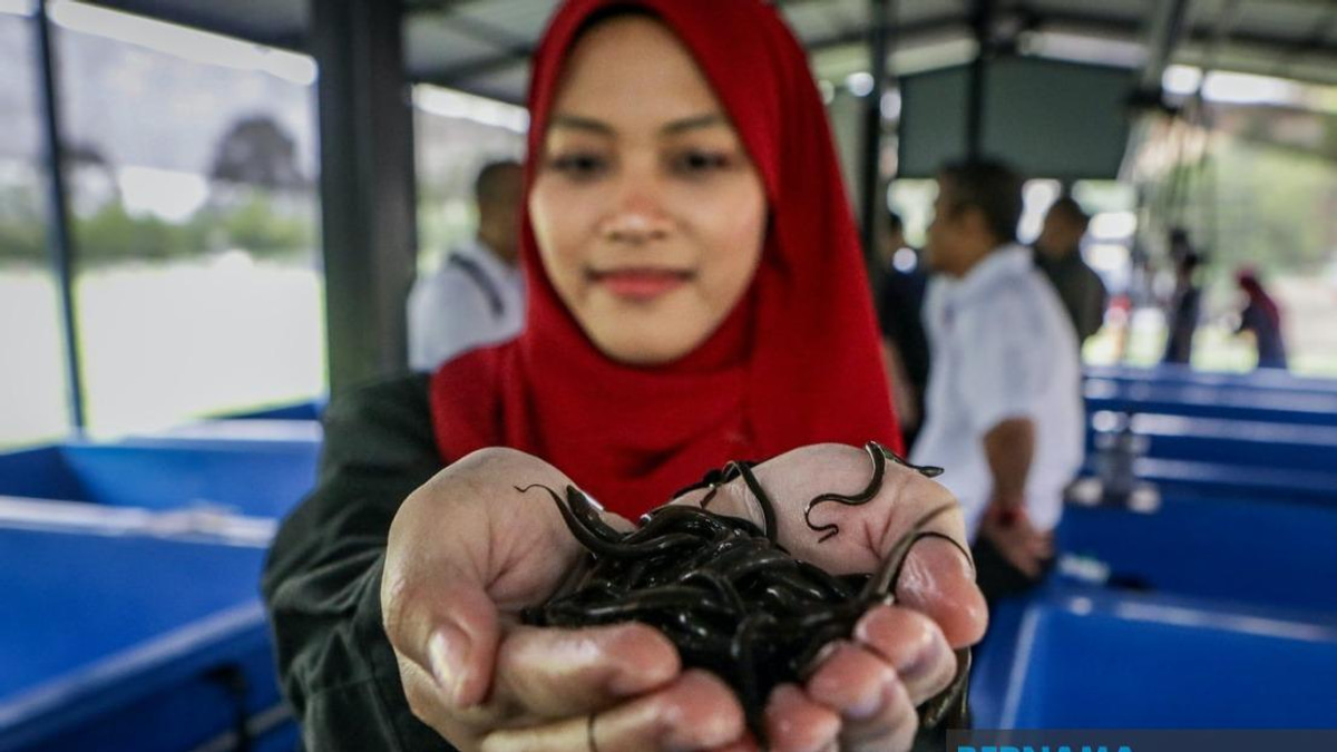 PTSS Bridges Education and Enterprise: Eel Farming Project Empowers Perlis Communities