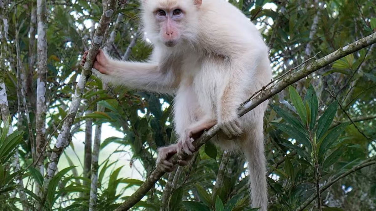Philippines moves to shield rare white macaque as online attention threatens survival