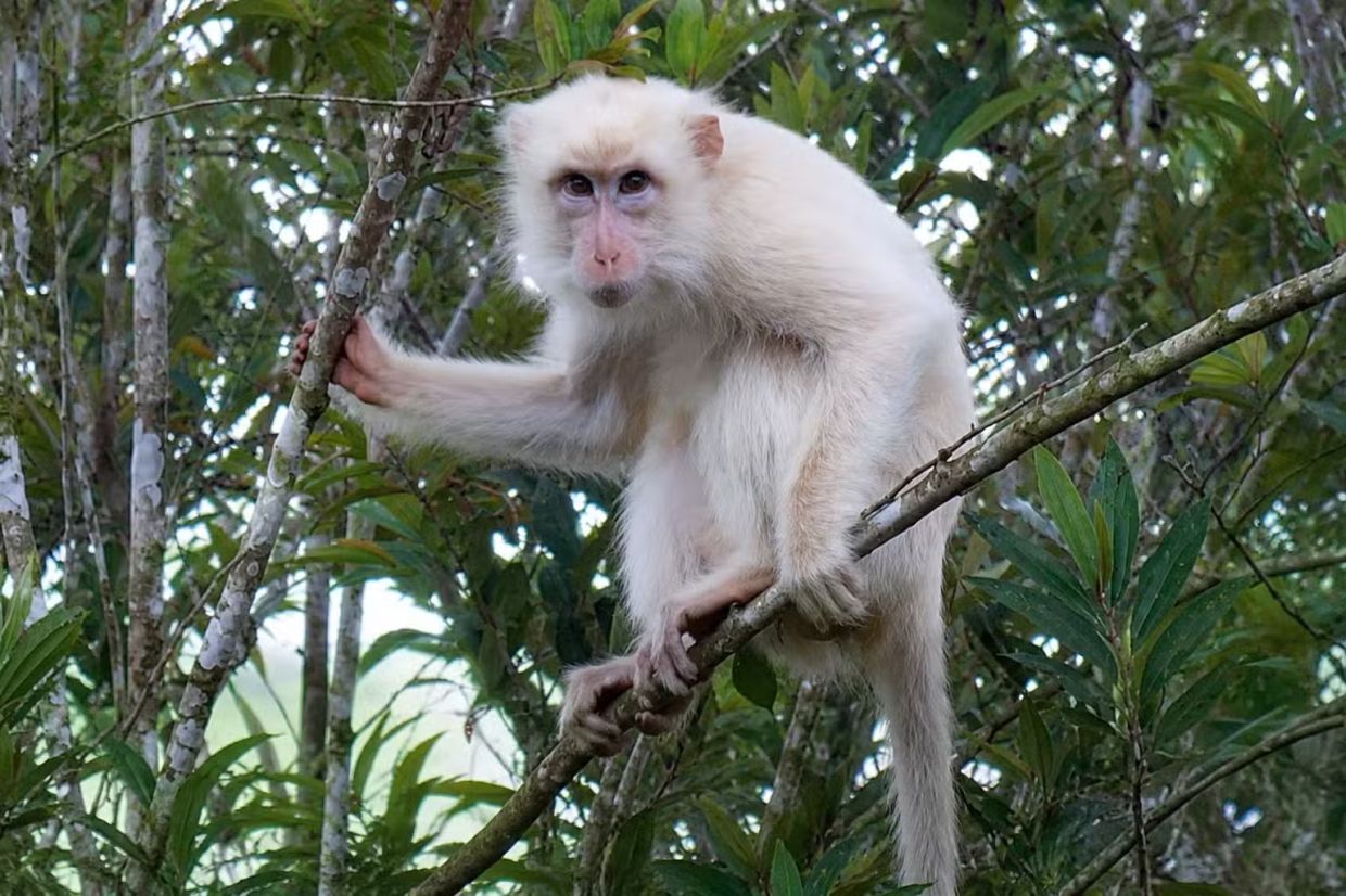 Philippines moves to shield rare white macaque as online attention threatens survival