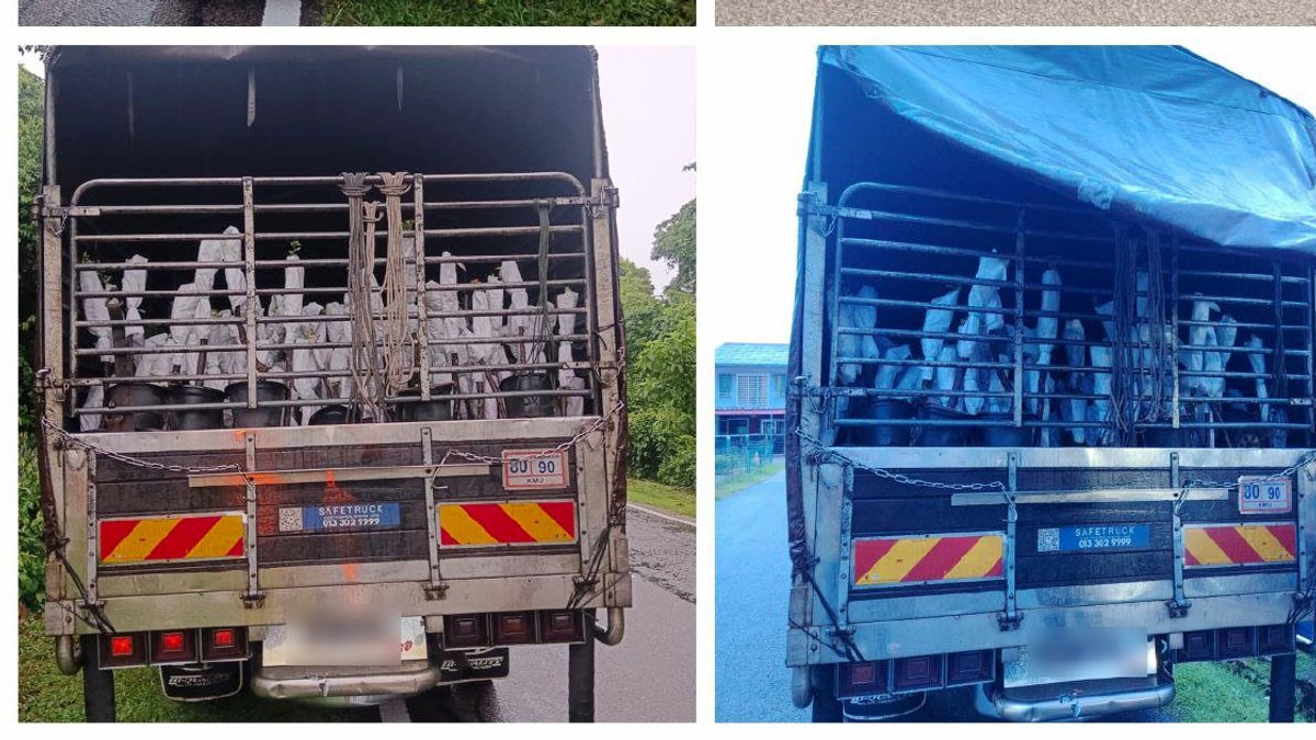 Two arrested with RM85,000 worth of smuggled plant saplings from Thailand