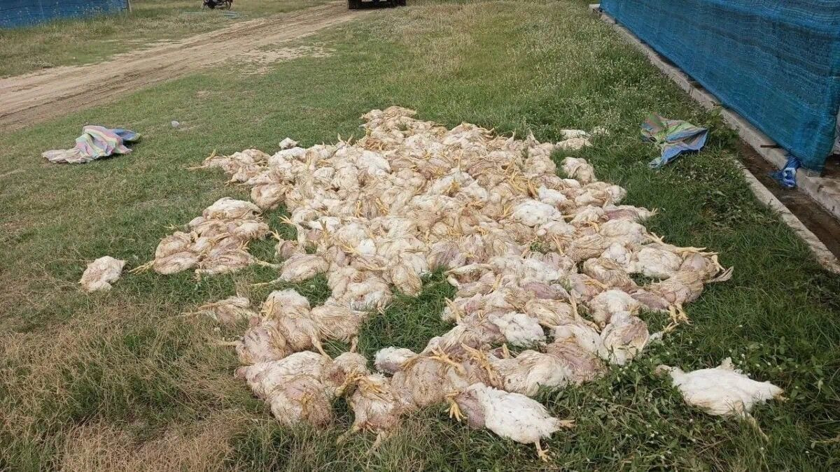 Cambodia battery recycling plant fire kills thousands of chickens, sparks safety crackdown